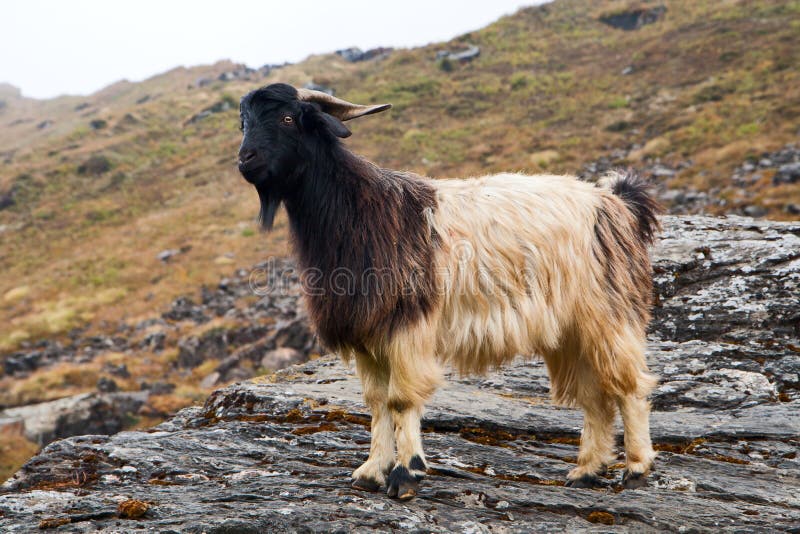 Goat on a stone