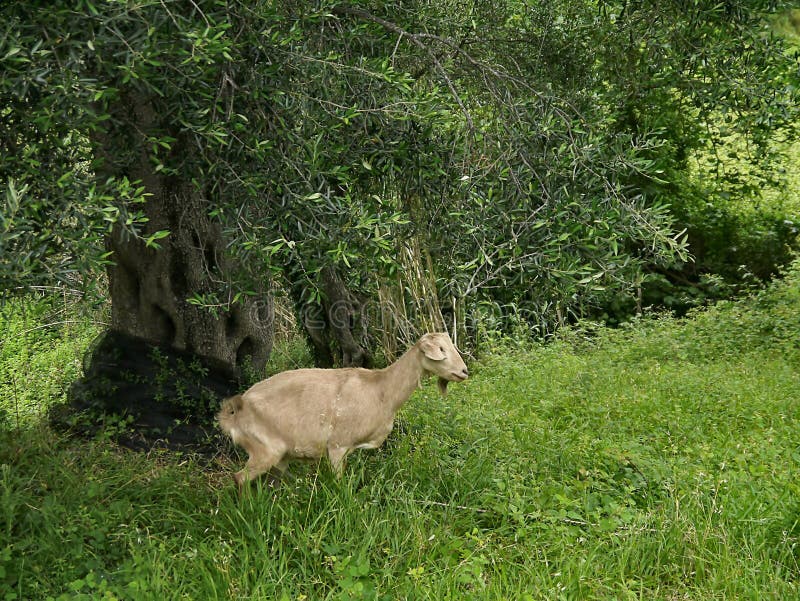Pensive Goat Stood in Olive Grove Stock Image Image of funny, lookout