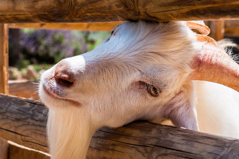 Skull of a goat hanging on a fence in a rural area Stock Photo - Alamy