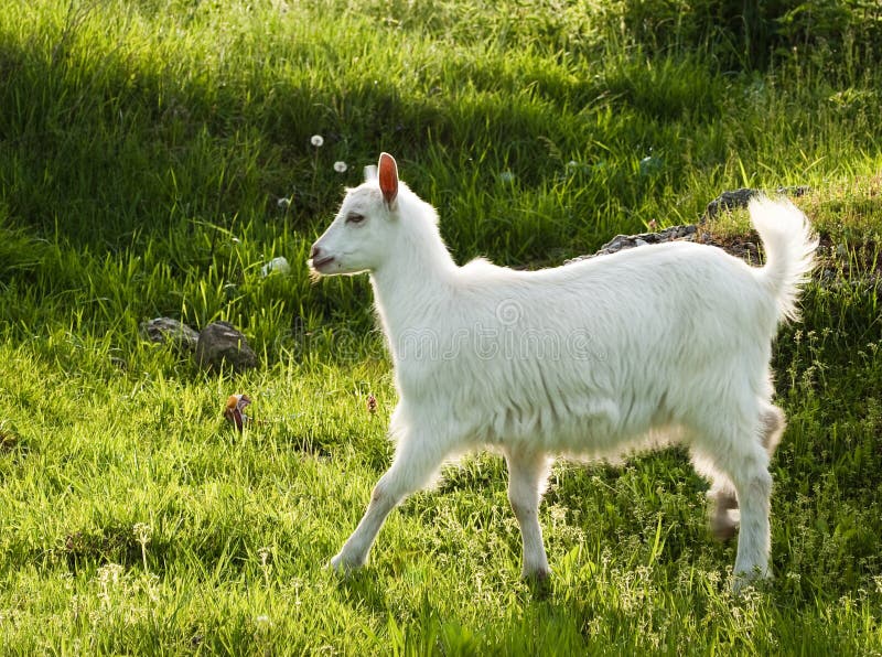 Goat in sunshine