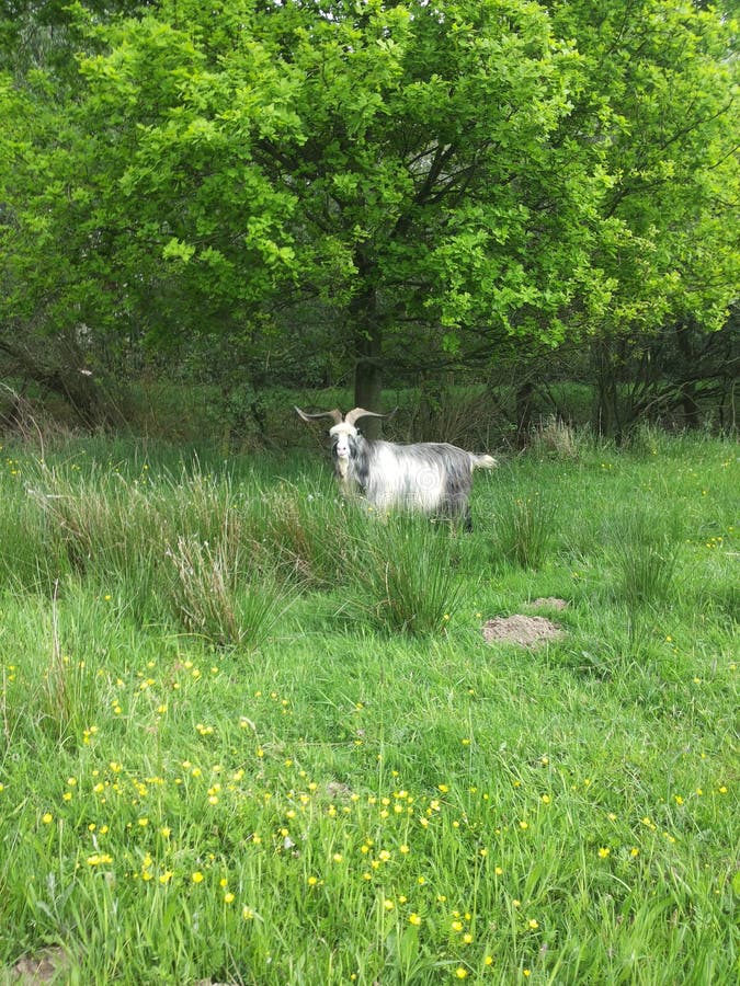 Goat Under the Tree stock image. Image of field, biti 145085831