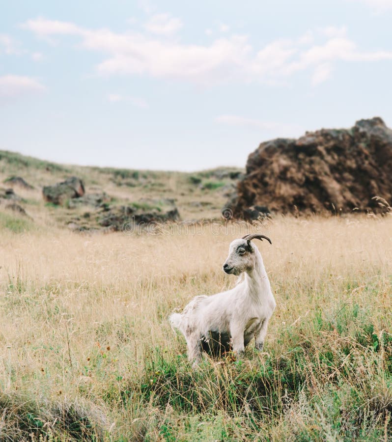 Goat Walking in the Mountains. Stock Image - Image of outdoor, wild: 220171461 Goat Walking in the Mountains. Stock Image - Image of outdoor, wild: 220171461