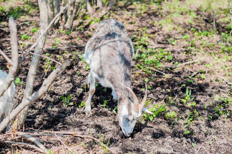 Goat in the wood stock image. Image of crater, ground 159645667