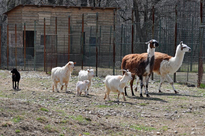 Goat Zoo