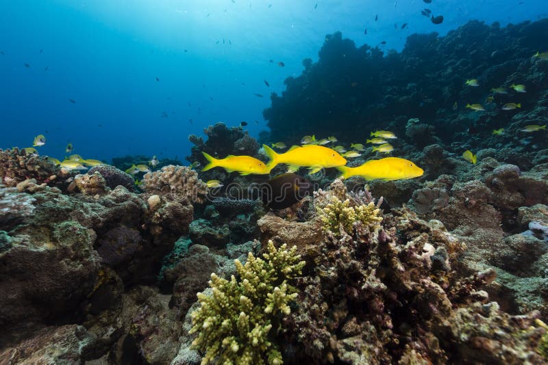 Goatfish in the tropical waters of the Red Sea.