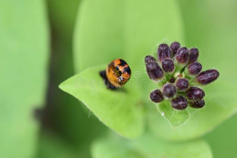 Goatleaf Honeysuckle With A Ladybug Larvae Stock Photo Image Of Wildflower Pollen Goatleaf Honeysuckle With A Ladybug Larvae Stock Photo Image Of Wildflower Pollen