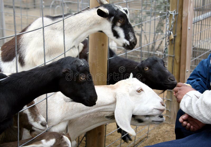 Goats Being Fed