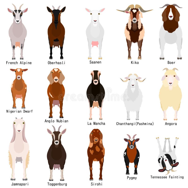 Nubian Goat Color Chart