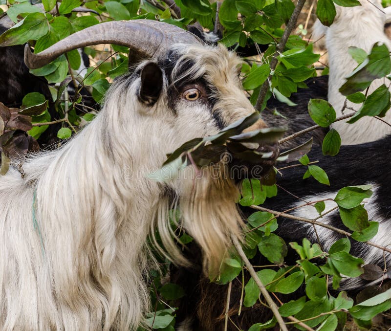 152 Goat Grazing Tree Leaves Photos Free & RoyaltyFree Stock Photos