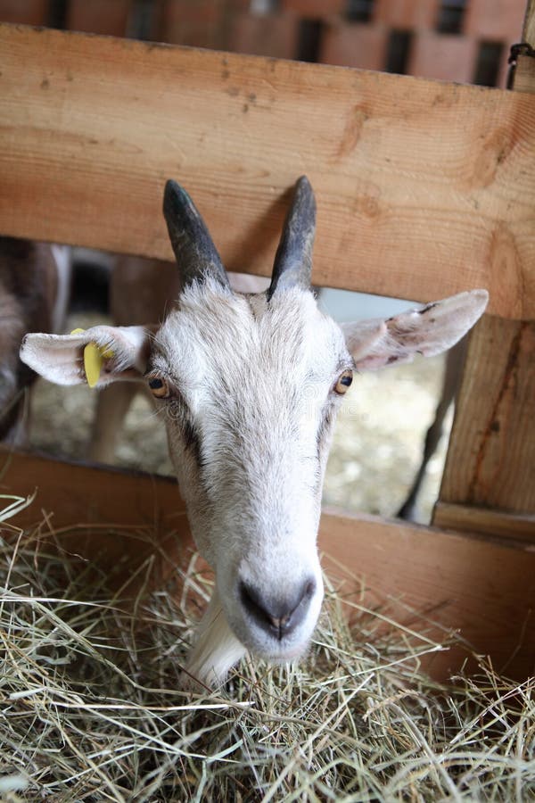 Goats Eating Hay on the Farm Stock Photo Image of eating, cheese