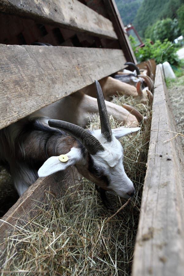 Goats Eating Hay on the Farm Stock Photo Image of face, dairy 42408282