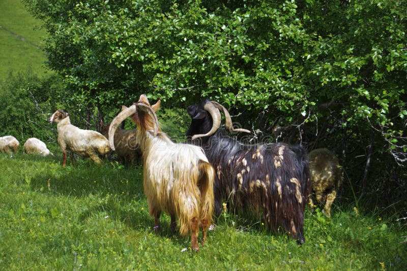 1,669 Goats Leaves Stock Photos Free & RoyaltyFree Stock Photos from