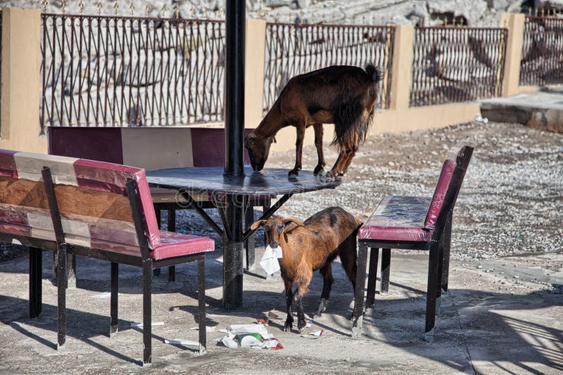 Goats Eating Papers and Other Trash, in Musandam, Oman Stock Image