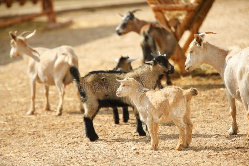 Goats in the farm