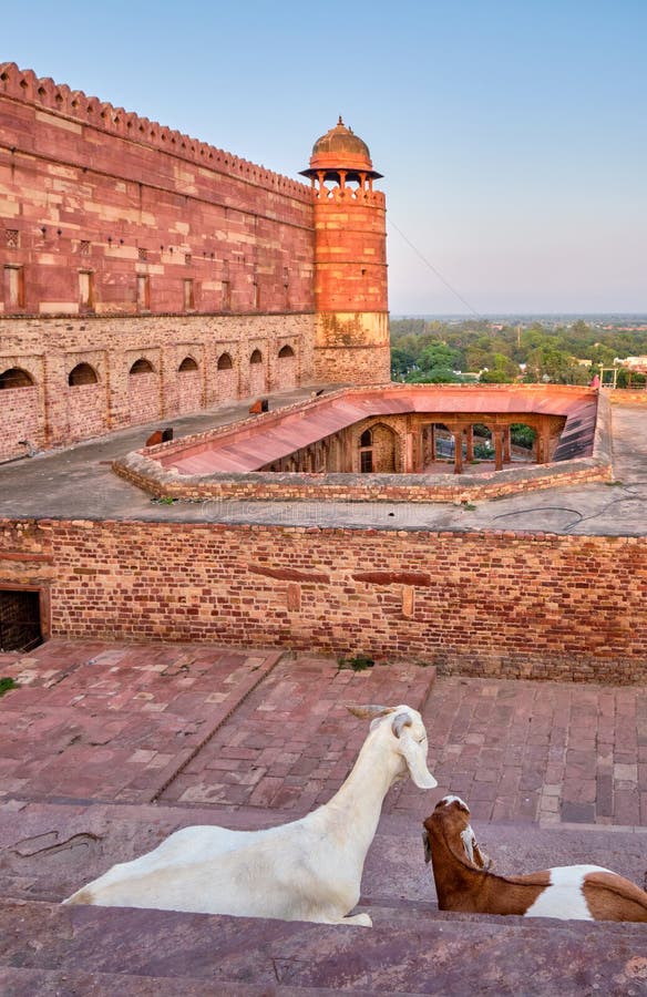 Goats in Fatehpur Sikri, former capital of the Mughal Empire and UNESCO World Heritage Site in Agra, Uttar Pradesh, India. Goats in Fatehpur Sikri, former capital of the Mughal Empire and UNESCO World Heritage Site in Agra, Uttar Pradesh, India