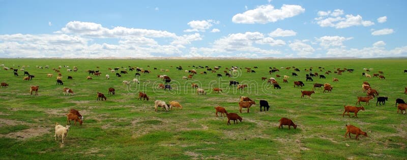 Goats in Mongolian steppe