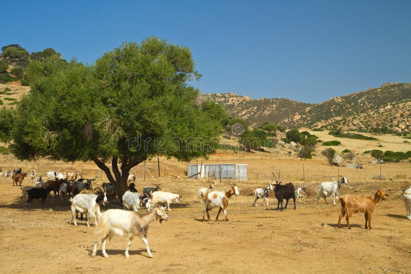 Goats on a mountain