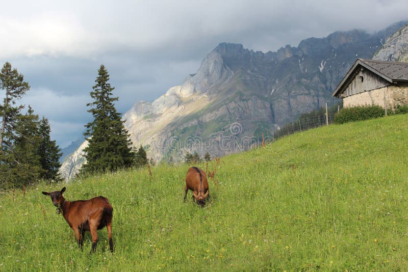 Goats in the mountains of Switzerland