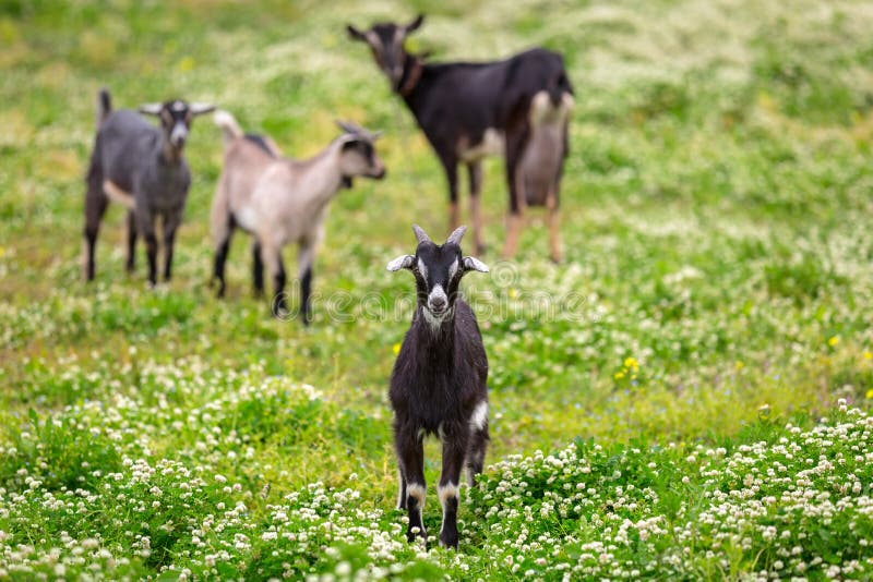 Goats on a pasture stock photography Goats on a pasture stock photography
