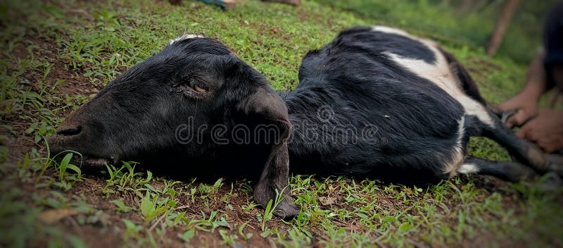 Goats ready to be slaughtered. Goat black white cartoon stock images, royalty-free photos and pictures