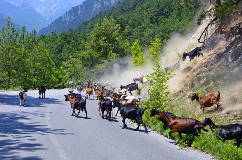 Goats on road