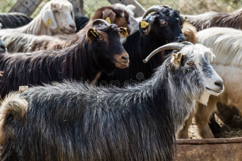 Goats and Sheep at Animal Market Stock Image Image of holiday