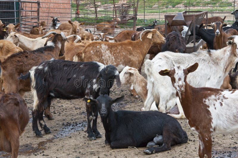 Goats in a sheep pen