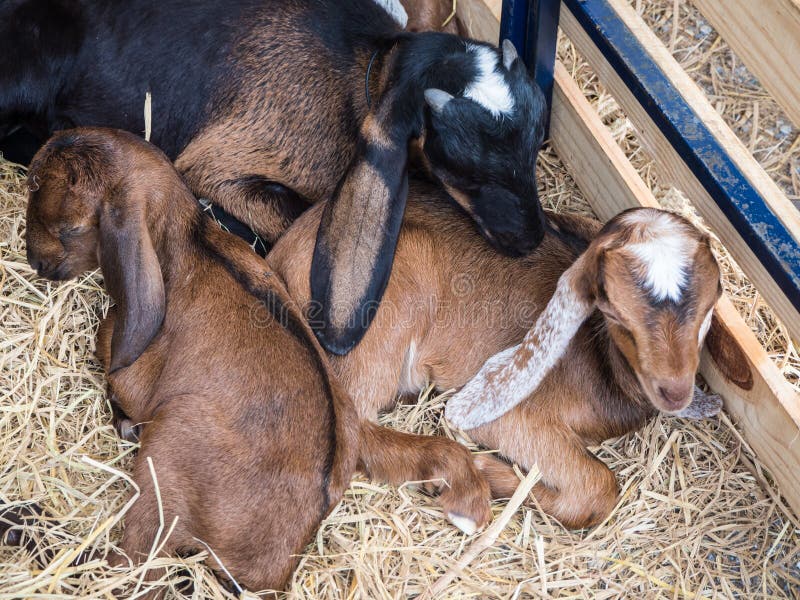 Goats Sleeping on the Floor in Farm Stock Photo Image of animal, cute