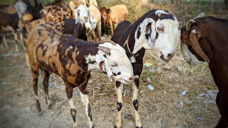 indian goat breeds with name