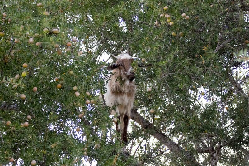 The Goats in the Trees Eat the Foliage. Morocco, Africa Stock Photo - Image  of amazing, animals: 213405730