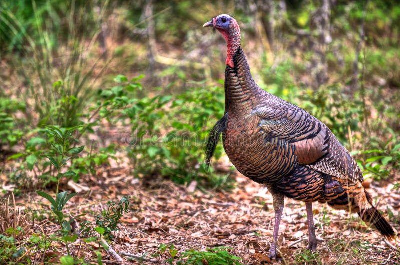 Gobbler selvagem de Turquia fotos de stock Gobbler selvagem de Turquia fotos de stock