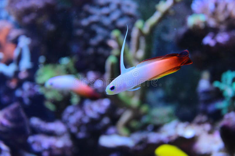 Gobie de poissons du feu dans le réservoir marin d'aquarium image stock Gobie de poissons du feu dans le réservoir marin d'aquarium image stock