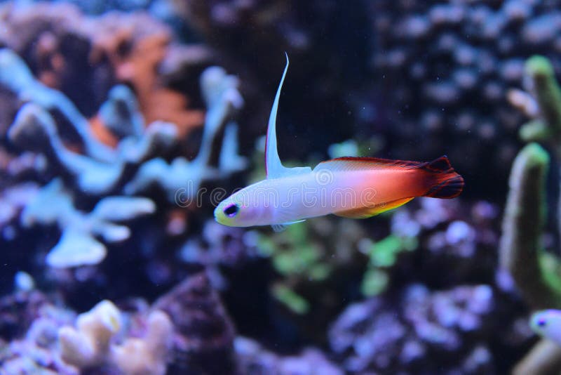 Gobie de poissons du feu dans le réservoir marin d'aquarium photographie stock libre de droits Gobie de poissons du feu dans le réservoir marin d'aquarium photographie stock libre de droits