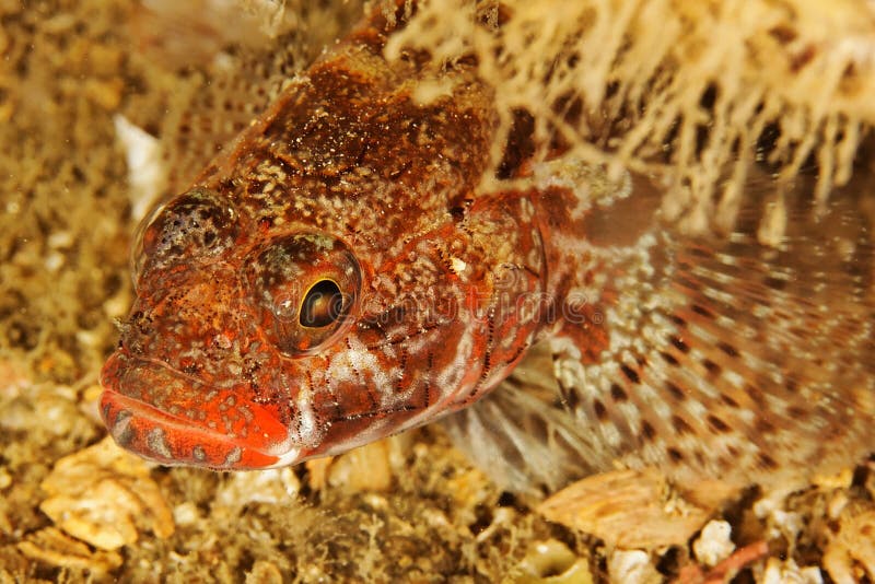 Redlip Goby (Gobius Cruentatus) Bay of Brest Stock Photo Image of