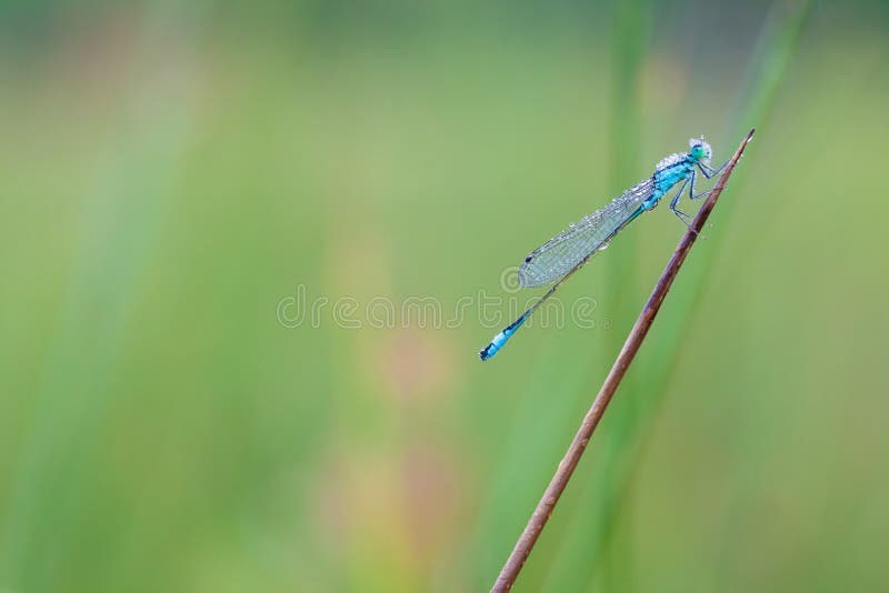 Goblet marked damselfly