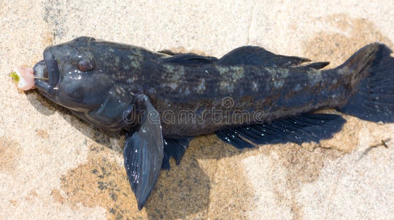 Goby caught on hook lies on the stone. Goby caught on hook lies on the stone