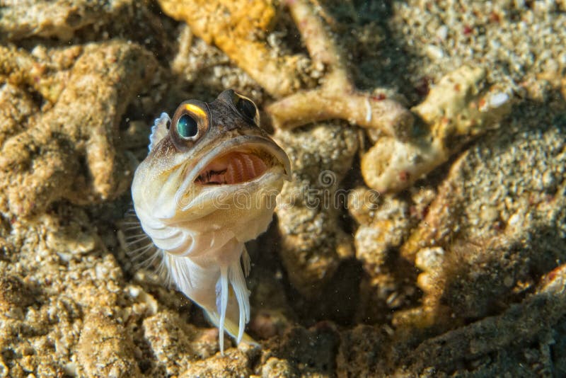 Goby fish