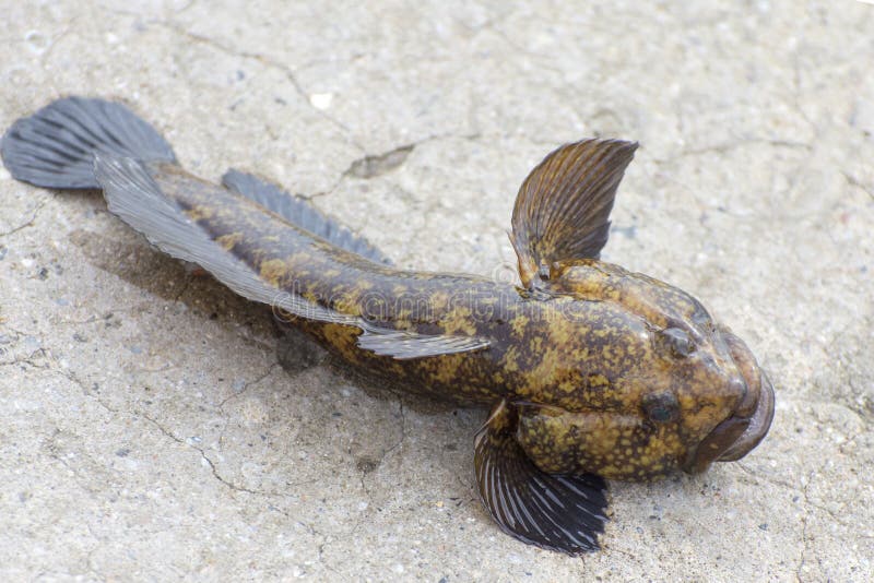 Goby Neogobius brachycephalus just taken from the water. Close up view of raw bullhead fish called goby fish. Catching gobies in the Sea of Azov, Ukraine. Goby Neogobius brachycephalus just taken from the water. Close up view of raw bullhead fish called goby fish. Catching gobies in the Sea of Azov, Ukraine