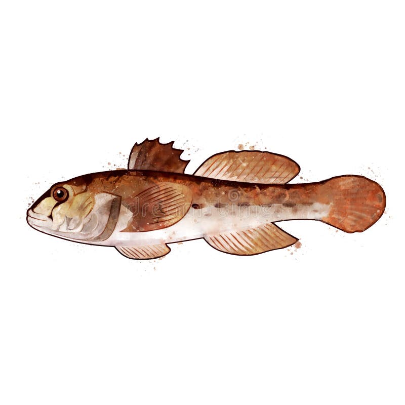 Goby Fish Stock Illustrations – 77 Goby Fish Stock Illustrations