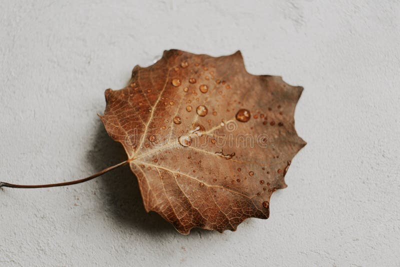 Gocce d'acqua sulla foglia autunno marrone. chiudere. depressione dopo pioggia fotografia stock libera da diritti