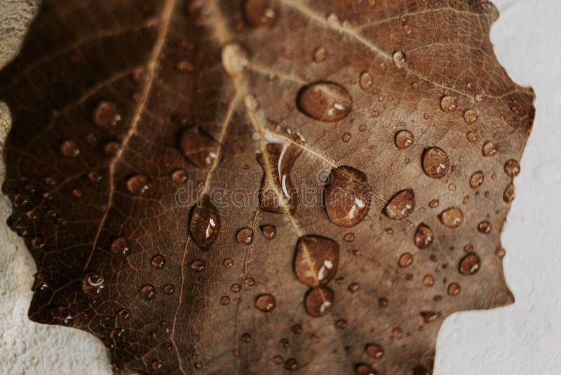Gocce d'acqua sulla foglia autunno marrone. chiudere. depressione dopo pioggia fotografie stock libere da diritti