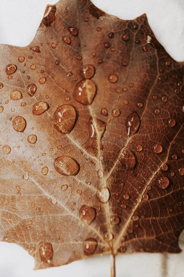 Gocce d'acqua sulla foglia autunno marrone. chiudere. depressione dopo pioggia fotografia stock