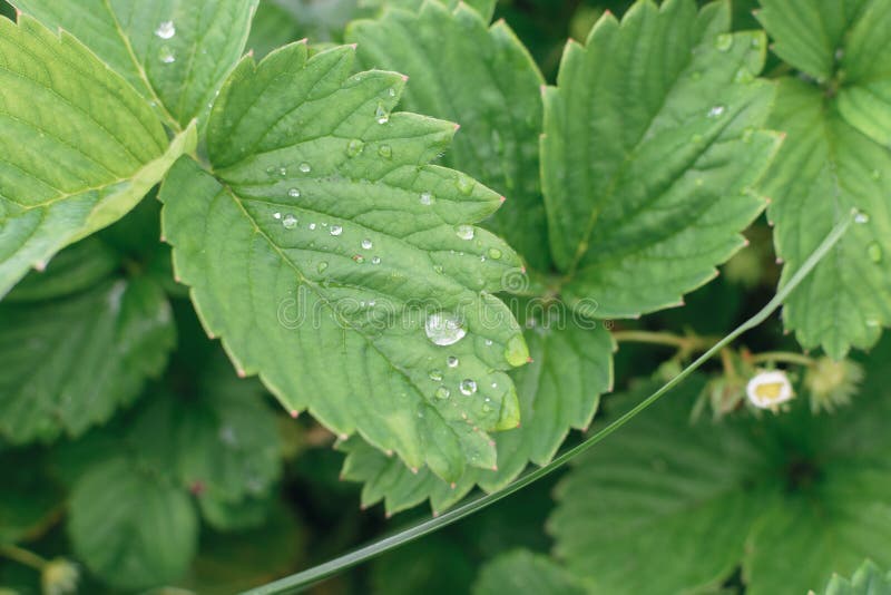 Gocce d'acqua sulle foglie di fragole dopo la pioggia nella chiusura del giardino