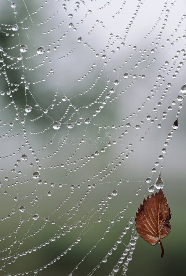 Gocce dell'acqua di Web di ragno