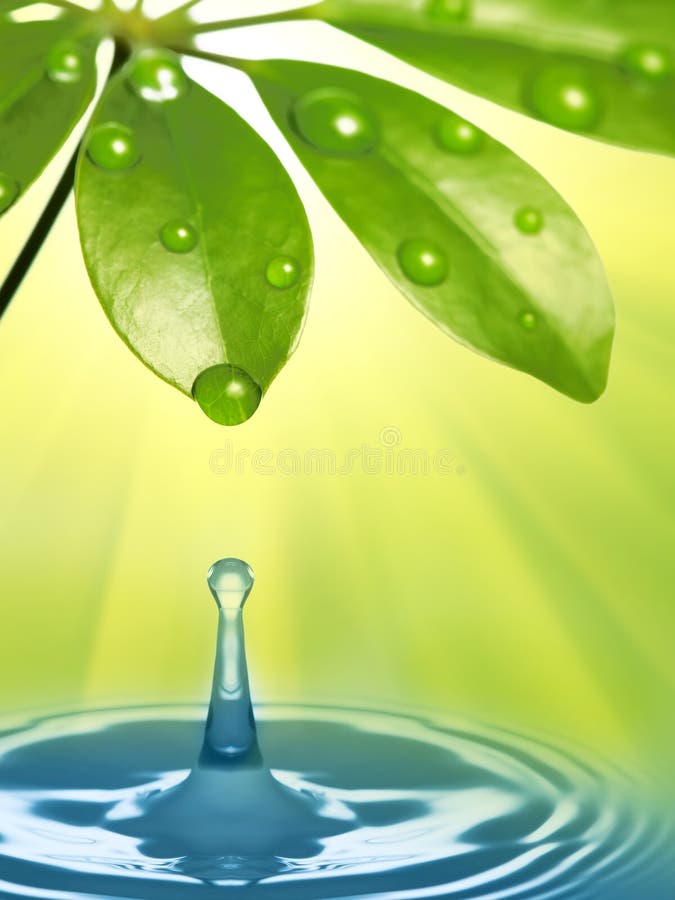 Gocce dell'acqua sul foglio verde fresco immagine stock Gocce dell'acqua sul foglio verde fresco immagine stock