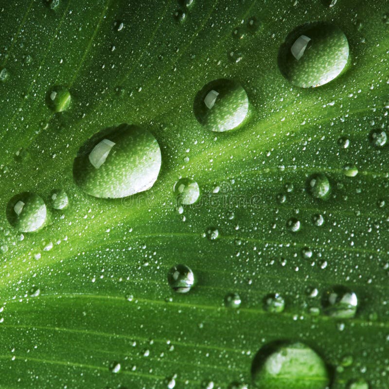 Gocce dell'acqua sul foglio verde fresco fotografia stock libera da diritti Gocce dell'acqua sul foglio verde fresco fotografia stock libera da diritti