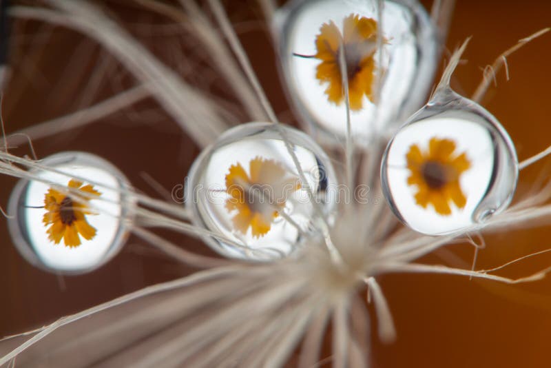 Gocce di acqua sul dente di leone con il fiore immagine stock libera da diritti Gocce di acqua sul dente di leone con il fiore immagine stock libera da diritti