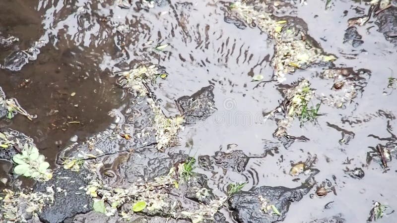 Gocce di pioggia che increspano superficie di acqua piovana in giardino, colpo vicino Priorit? bassa astratta della natura Fuoco