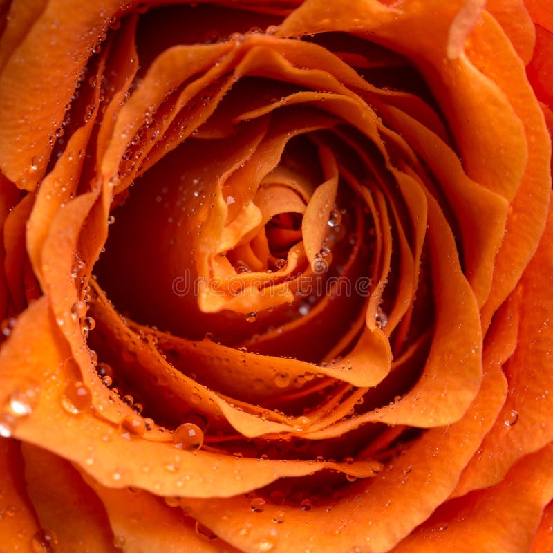 Gocce di rugiada o gocce di pioggia su una rosa immagini stock libere da diritti Gocce di rugiada o gocce di pioggia su una rosa immagini stock libere da diritti