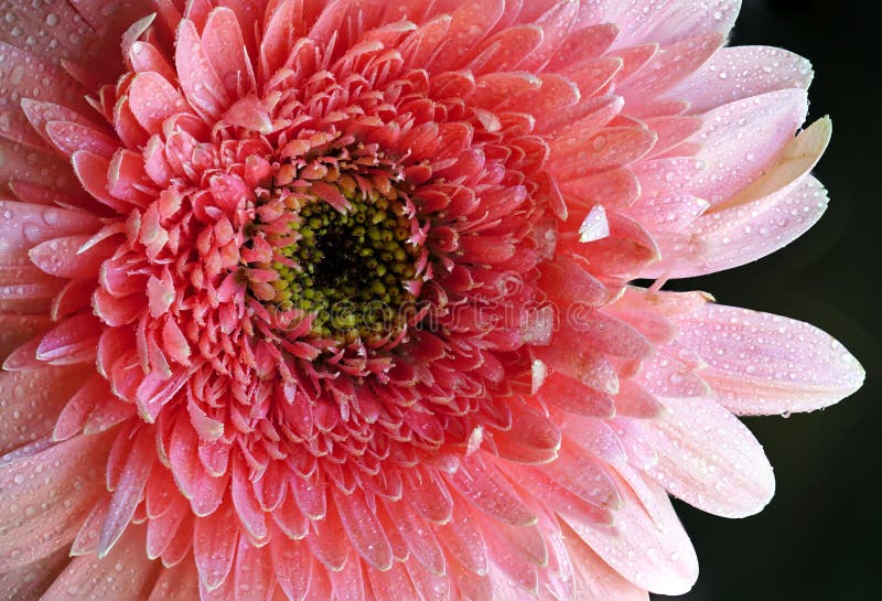 Gocce rosa di Rose Gerbera Detail With Water fotografia stock Gocce rosa di Rose Gerbera Detail With Water fotografia stock